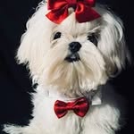 Lydia Moll - @chumalymaltese - Instagram