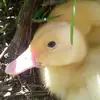 mollydial - @mollydial - TikTok