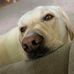 Lydia Painter - Facebook