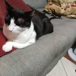 Lydia Ramon Mendoza Cuadras - @zebra.525050 - Instagram