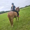 horse lover - @lydiareesen - TikTok