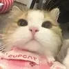 user6085908370357 - @lydiariverspbm2s9 - TikTok