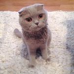 Lydia Snyder - @animals_rule_the_town - Instagram