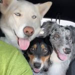 Kodiak Lydia and Sterling - @kodiak_lydia_sterling - Instagram