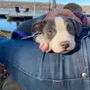 Lydia Thurman - @okrathepittiepup - TikTok