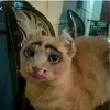 Lydia Thurman - @lydia_thurman - TikTok