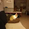lydiavoss525 - @lydiavoss525 - TikTok