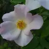 Lydia Weaver - @lydia.weaver5 - TikTok