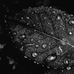 Lydia Wilhelm - Facebook