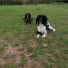 lyla and bailey - @rose_lyla_bailey - TikTok