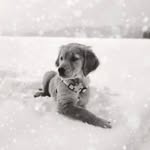 Lyla and Bailey - @lyla_bailey_pawsiblings - Instagram
