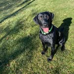 Lyla Bailey the Lab - @lyla_labby - Instagram