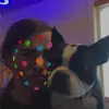 Lyla Bird819ayo - @lylabird272 - TikTok