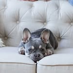 Lyla Bird - @lylabird_travelpup - Instagram