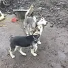 Lylachristman10 - @huskylover1000 - TikTok