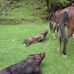 Lyle Gilbert - Facebook