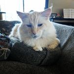Lyle Green-Nickerson - @marshmallow_the_flamepoint - Instagram