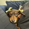 lily - @l1lyhardeman - TikTok