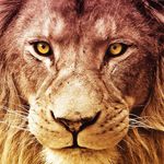 Lyle King - @lyle_king10 - Instagram