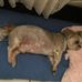 Lyle Morris - Facebook