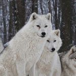 Lyle wolf - @lwolf_5167 - Instagram