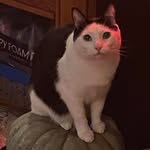 Lyman Bothwell III - @ly_of_hyrule - Instagram