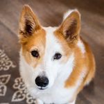 Rosemary Lyman Martín - @rosemarythepup - Instagram
