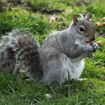 Lyman Peterson - @squirrels_eating_lemons - Instagram