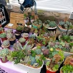Lyn Bailey - @canberrasucculents - Instagram