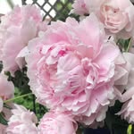 Lynn Barry - @bjqbarry - Instagram
