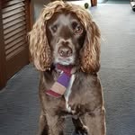 lyn brown - @the_adventures_of_bisto_brown - Instagram