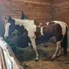 Lynn Buck - @lynn.buck - TikTok