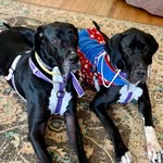 Lyn Clements - @service_dog_bumble - Instagram