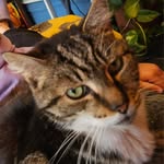 Lynn Clements - @tc_killercat - Instagram