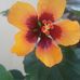 Lyn Cook - Facebook
