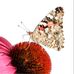 Lyn Freeman - Facebook