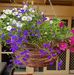 Lyn Freeman - Facebook