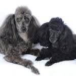 Lyn Howe - @poodlesrule - Instagram