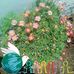 Lynn Mather - Facebook