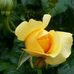 Lyn McCarthy - Facebook