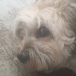 Lyn Payne - @grandmalyn5 - Instagram