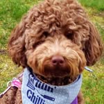 Lyn Tyler - @belladoodlegirl - Instagram