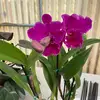 Linda Bui - @linda.bui8 - TikTok