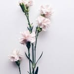 Linda Dodson - @linda.dodson.50596 - Instagram
