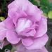 Lynda Gamble - Facebook