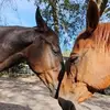 lyndagentry3 - @lynda.gentry - TikTok