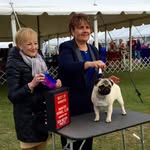 Lynda Hoffman - @lotusblossompugs - Instagram