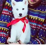 Lynda Johnson  Braque - @_lynda_johnson_ - Instagram