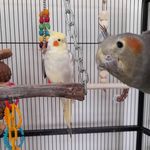 Lynda Knowles - @cockatieltroubletimes3 - Instagram