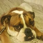 Lynda Lambert - @lynda.lambert.77 - Instagram